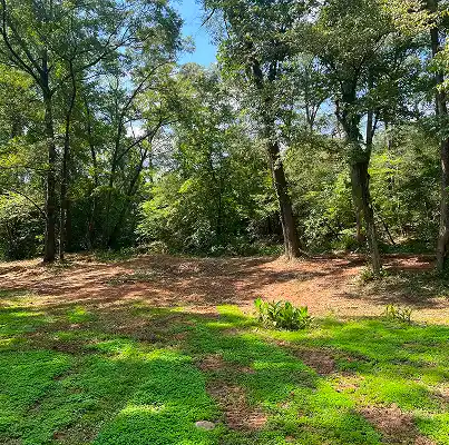 Cleared land with dense trees in the background