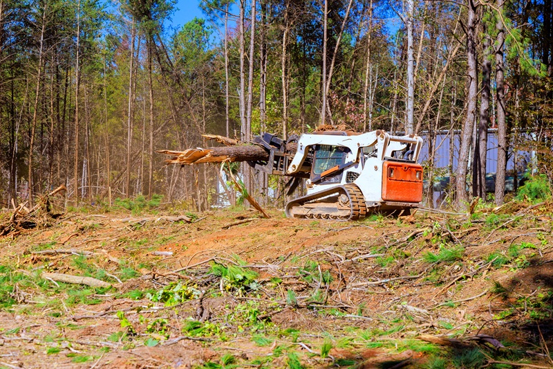Trees are being removed in land clearing.