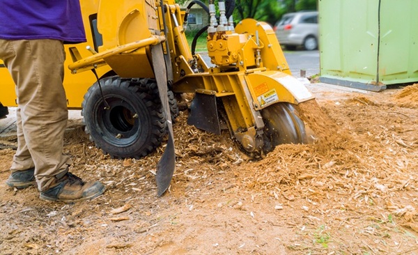 A man using a stump grinder.